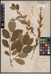 Foto von Salix caprea L.